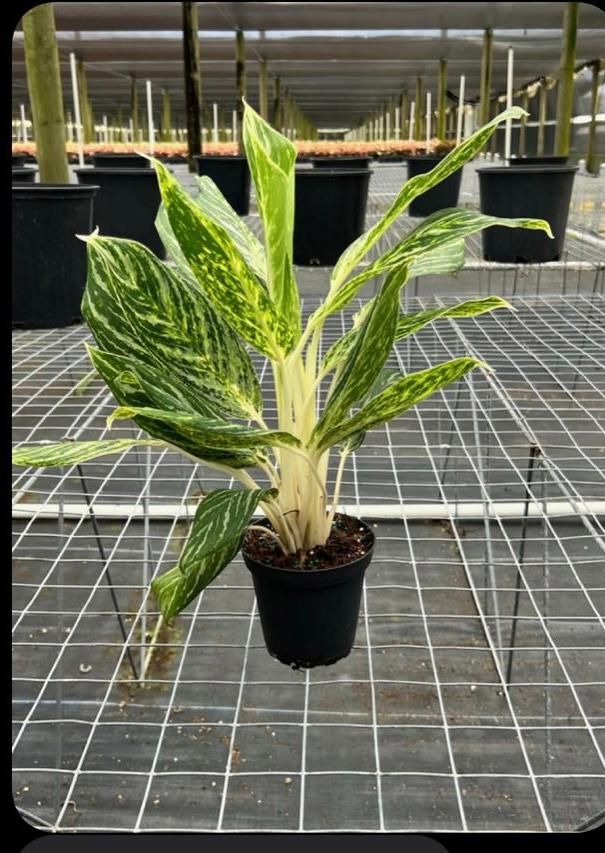 aglaonema-golden-madonna