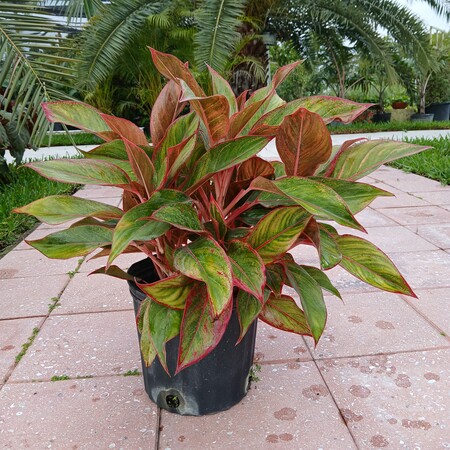 aglaonema-golden-madonna