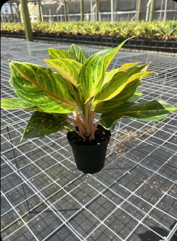 aglaonema-golden-papaya-chinese-evergreen