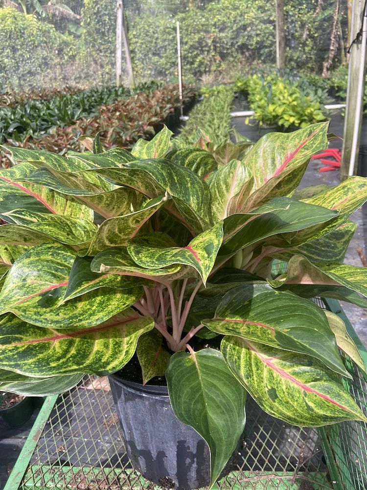 aglaonema-golden-papaya-chinese-evergreen