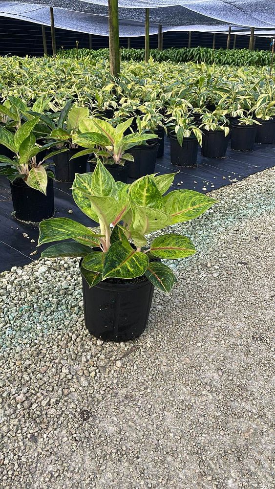 aglaonema-golden-papaya-chinese-evergreen