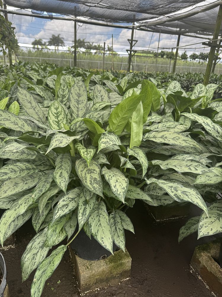 aglaonema-indo-queen-elite