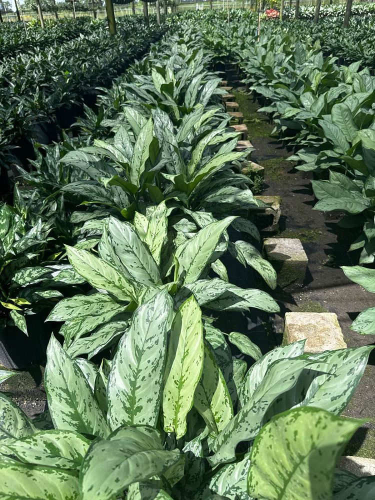 aglaonema-indo-queen-elite