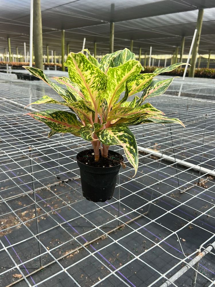aglaonema-jazz-gem-series