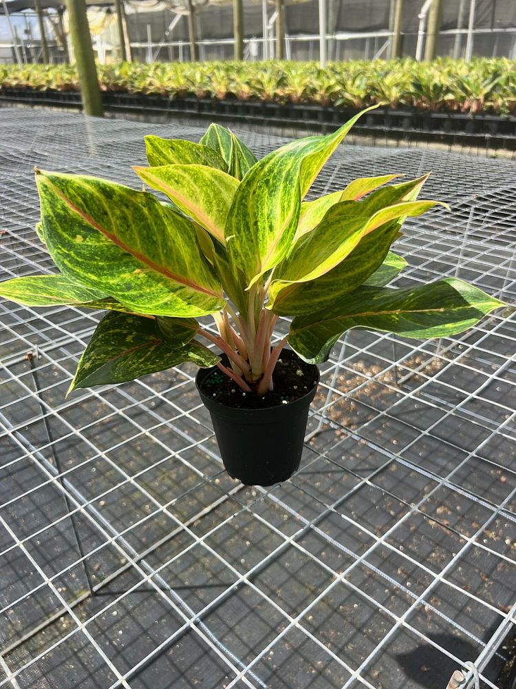 aglaonema-jazz-gem-series