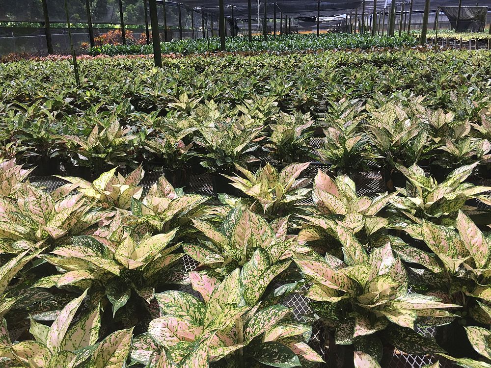 aglaonema-jazzed-jems-etta-rose