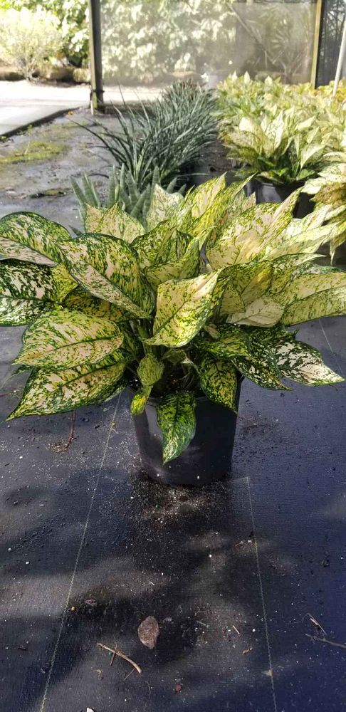 aglaonema-jazzed-jems-etta-rose