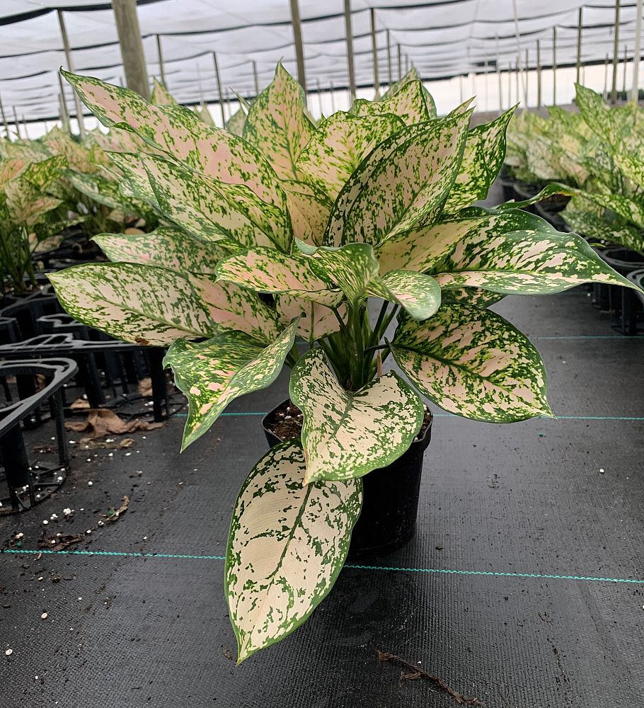 aglaonema-jazzed-jems-etta-rose