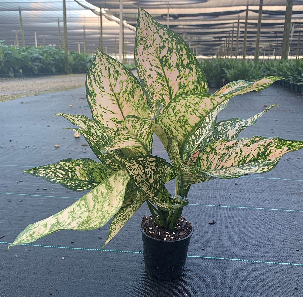 aglaonema-jazzed-jems-etta-rose
