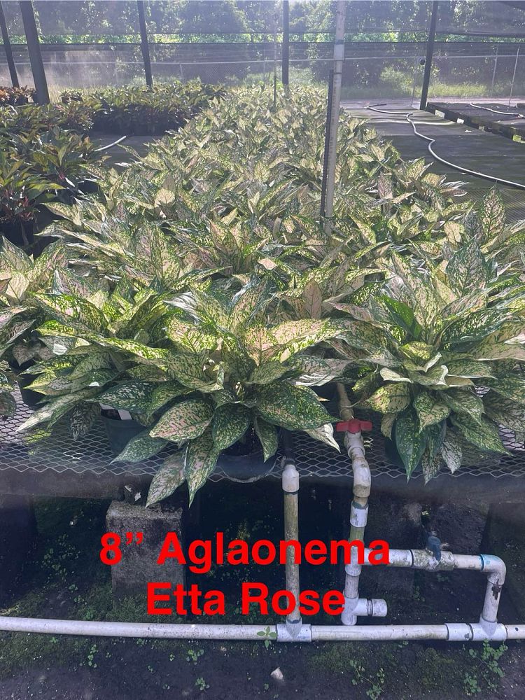 aglaonema-jazzed-jems-etta-rose
