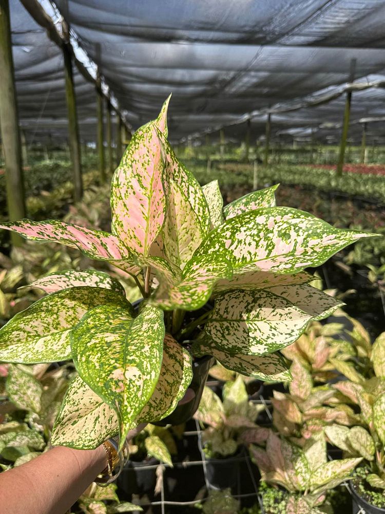 aglaonema-jazzed-jems-etta-rose