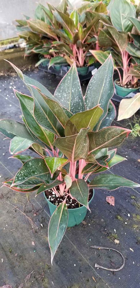 aglaonema-jazzed-jems-saphire-suzanne