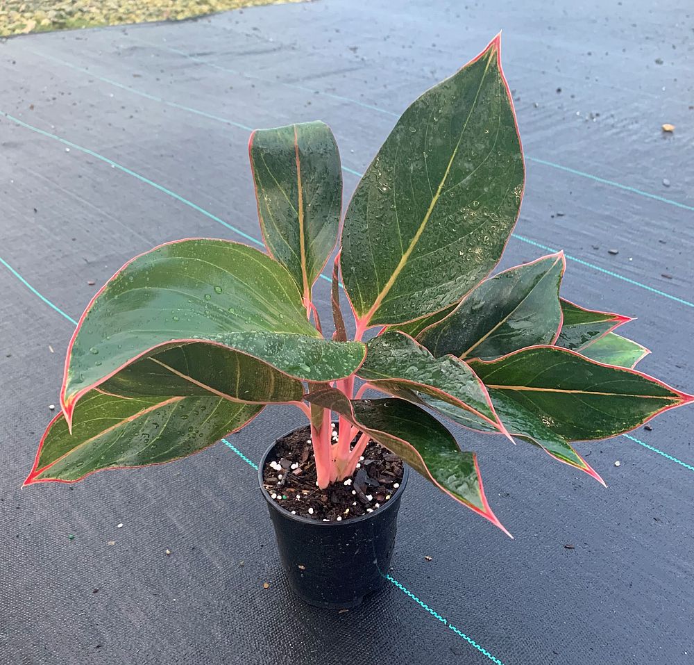aglaonema-jazzed-jems-saphire-suzanne