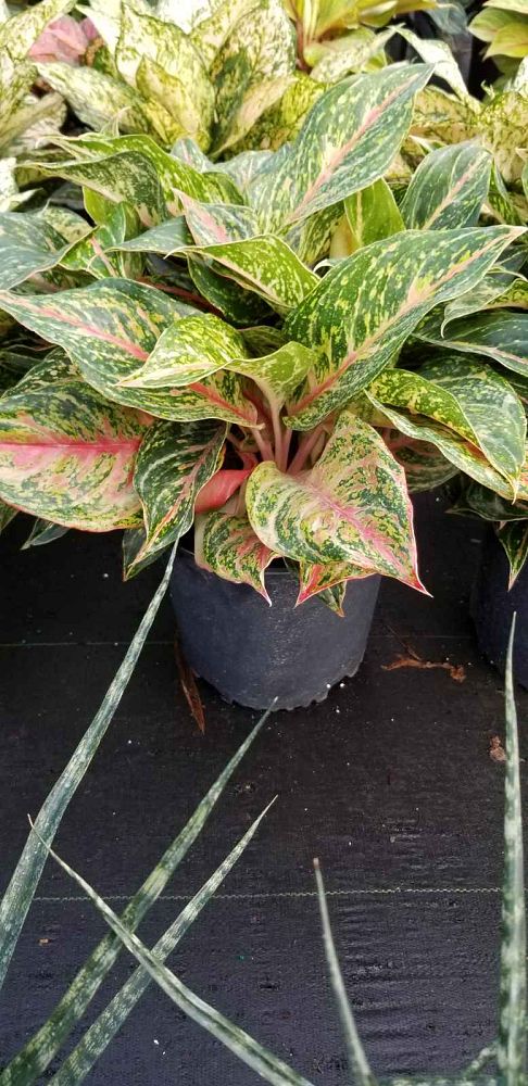 aglaonema-jazzed-jems-sparkling-sarah