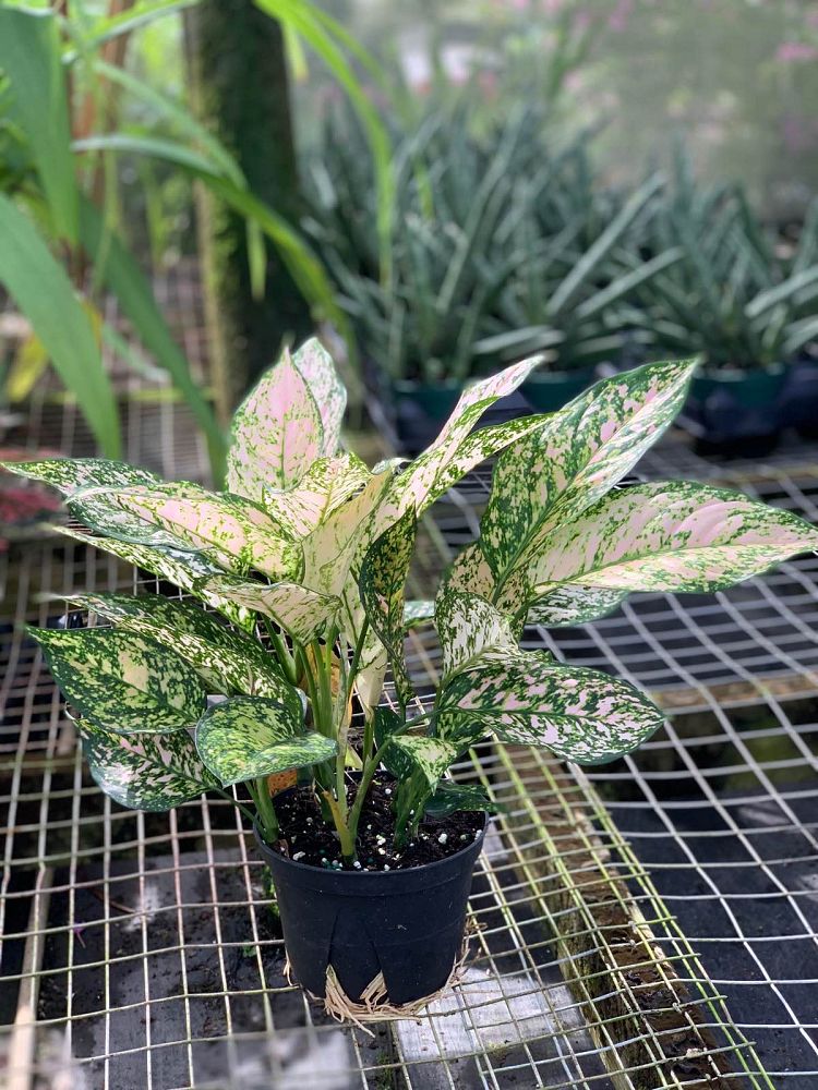 aglaonema-jazzed-jems-sparkling-sarah