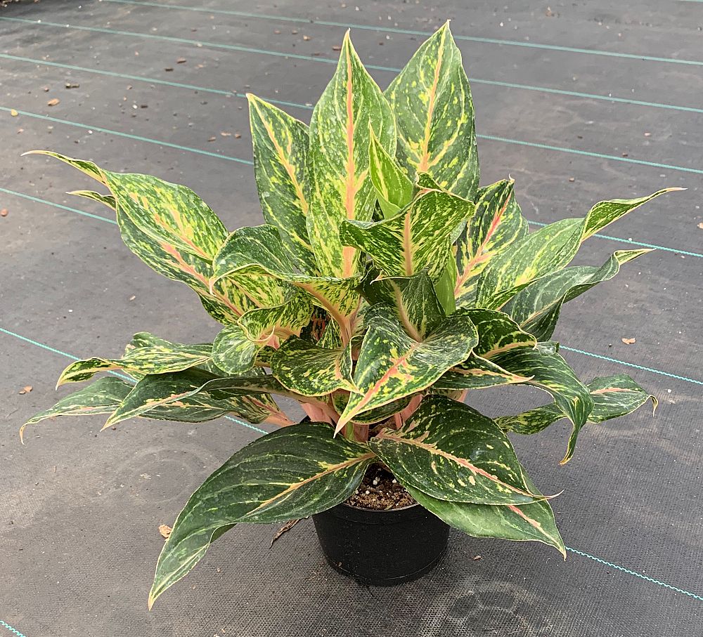 aglaonema-jazzed-jems-sparkling-sarah