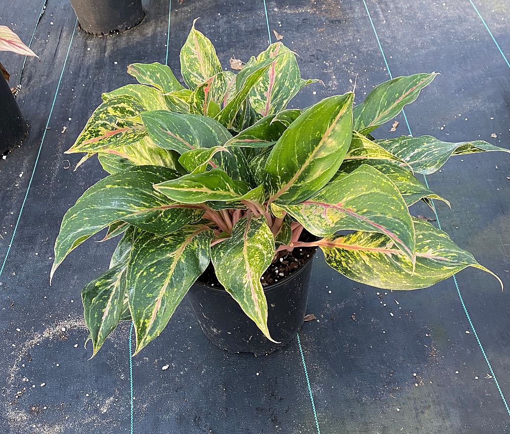 aglaonema-jazzed-jems-sparkling-sarah