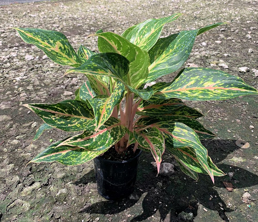 aglaonema-jazzed-jems-sparkling-sarah