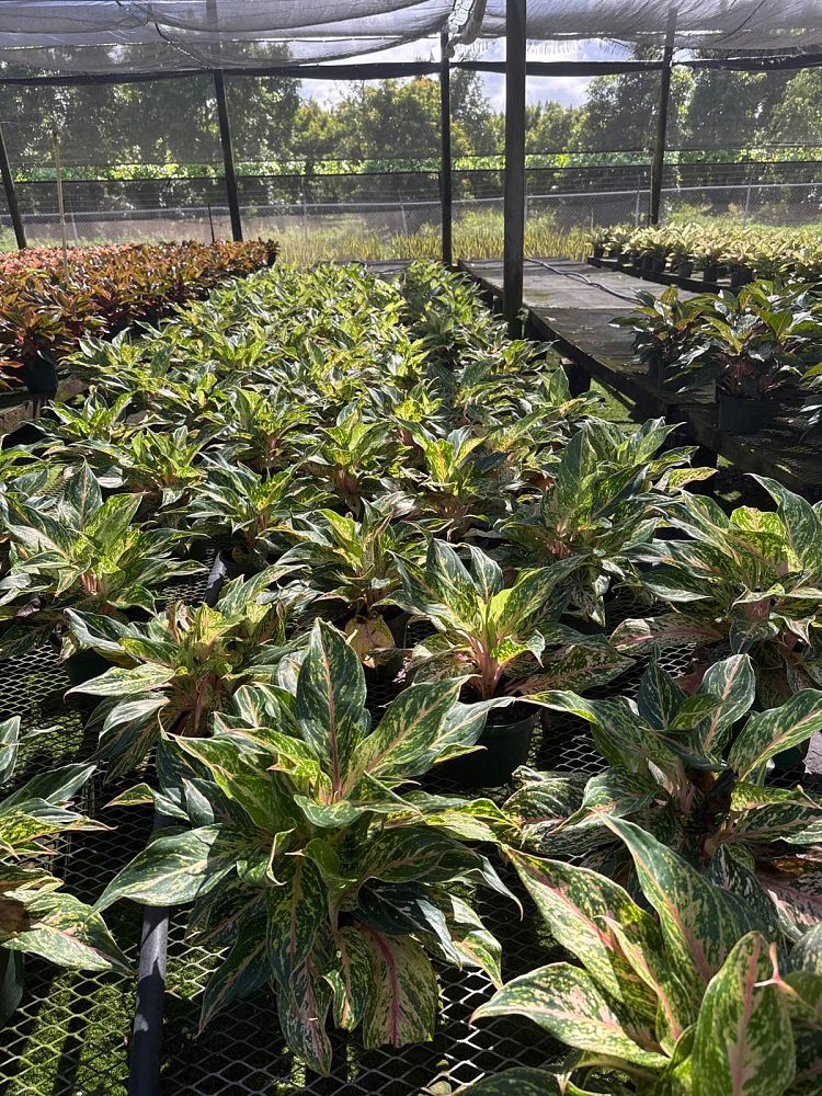 aglaonema-jazzed-jems-sparkling-sarah