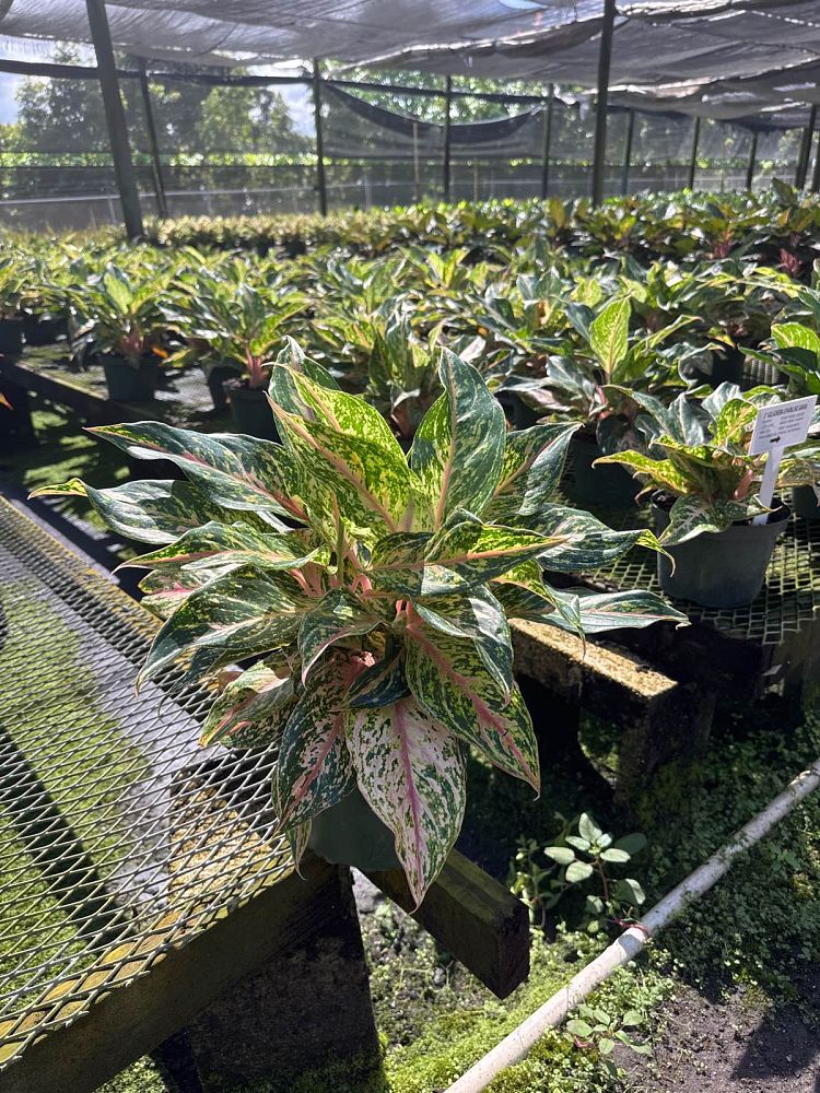 aglaonema-jazzed-jems-sparkling-sarah