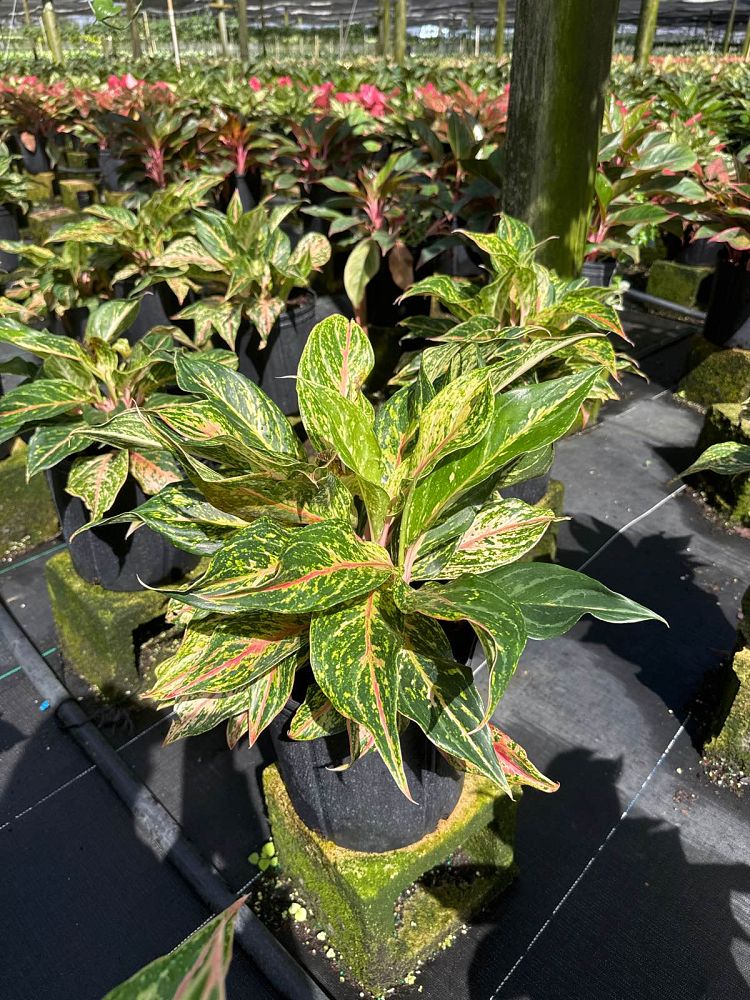aglaonema-jazzed-jems-sparkling-sarah