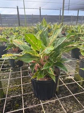 aglaonema-jazzed-jems-sparkling-sarah