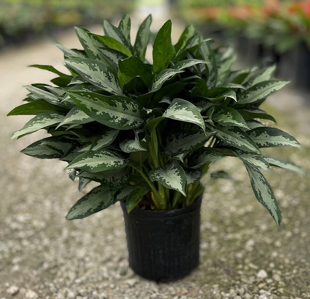 aglaonema-jubilee-petite-elite