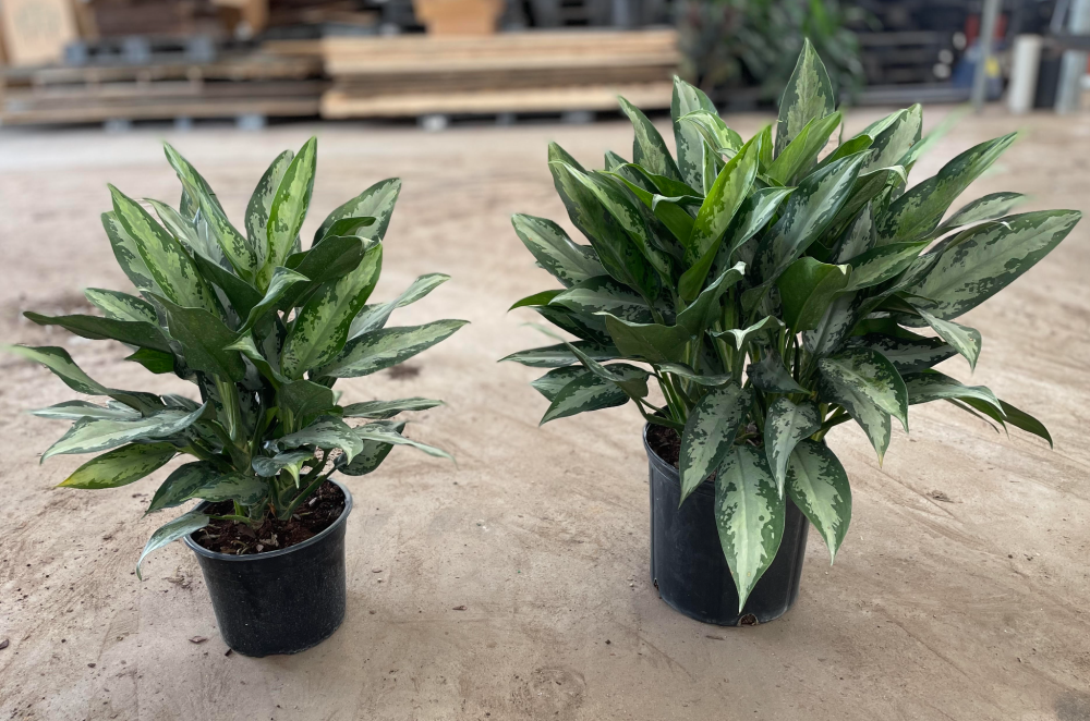 aglaonema-jubilee-petite-elite