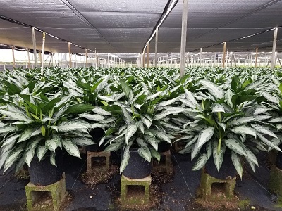 aglaonema-jubilee