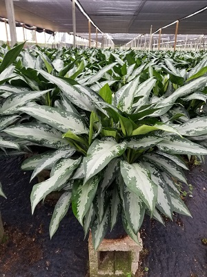 aglaonema-jubilee