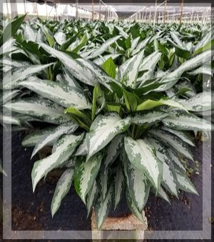 aglaonema-jubilee