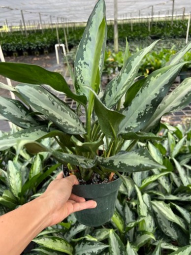 aglaonema-jubilee