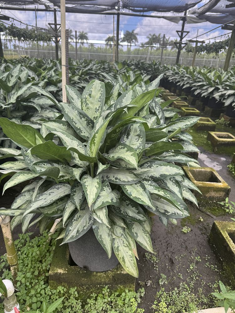 aglaonema-jubilee