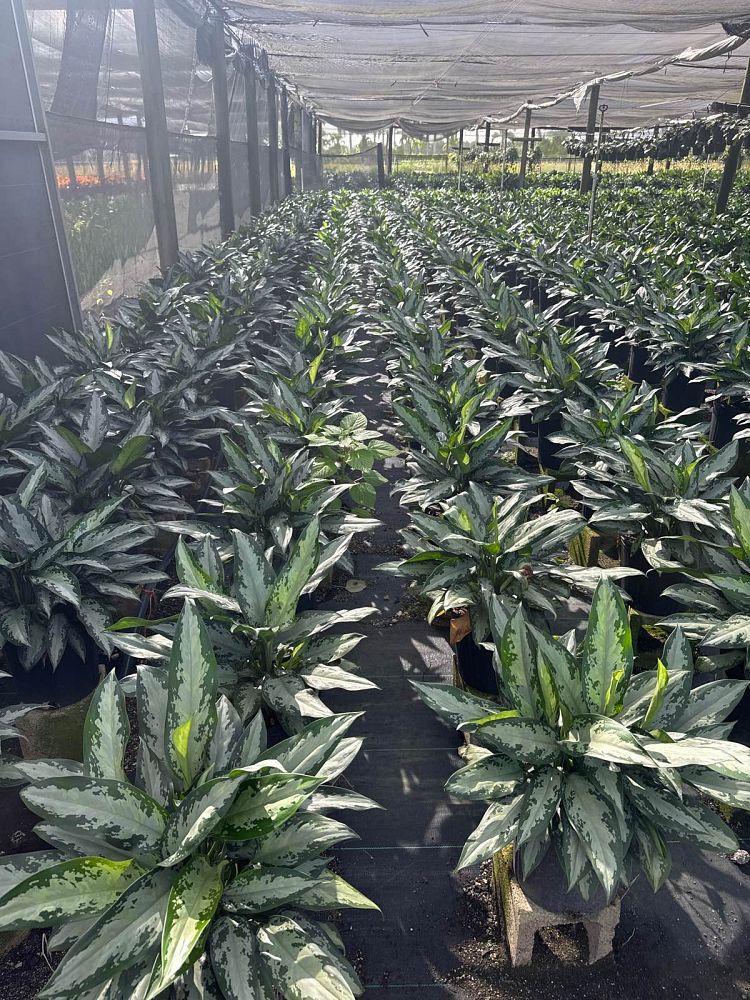 aglaonema-jubilee