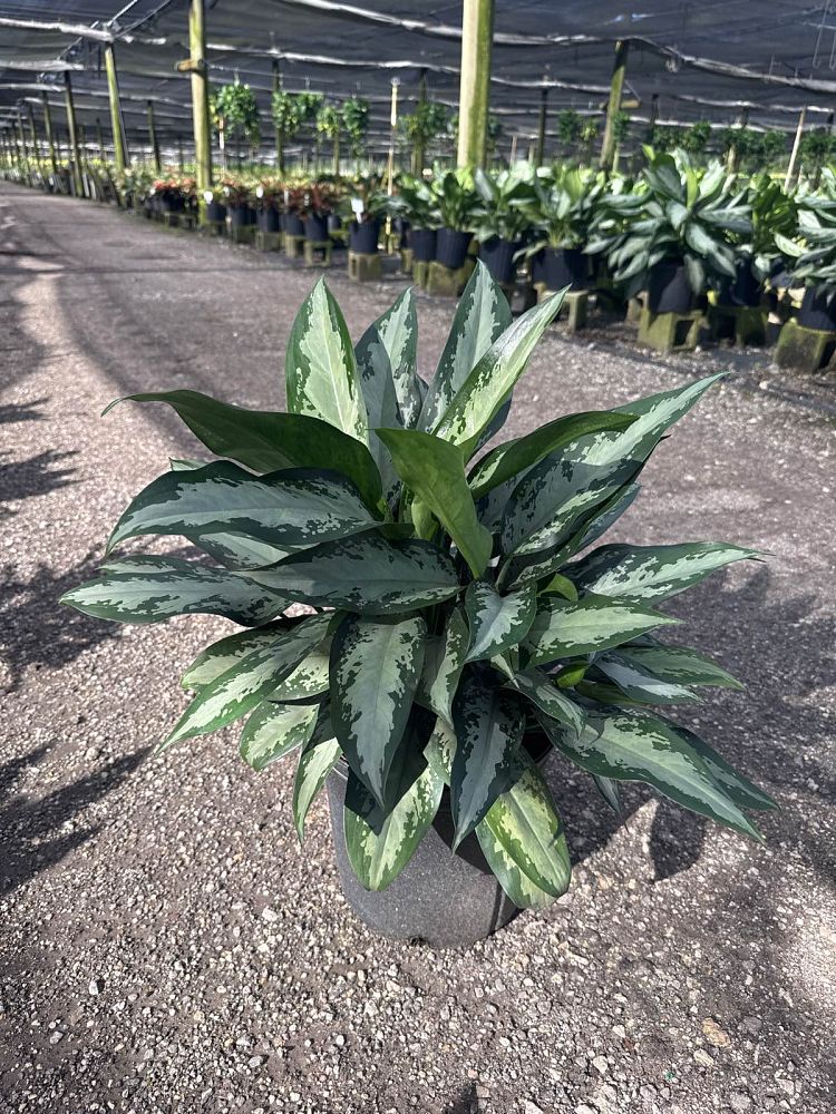 aglaonema-jubilee