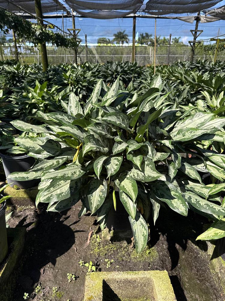 aglaonema-jubilee