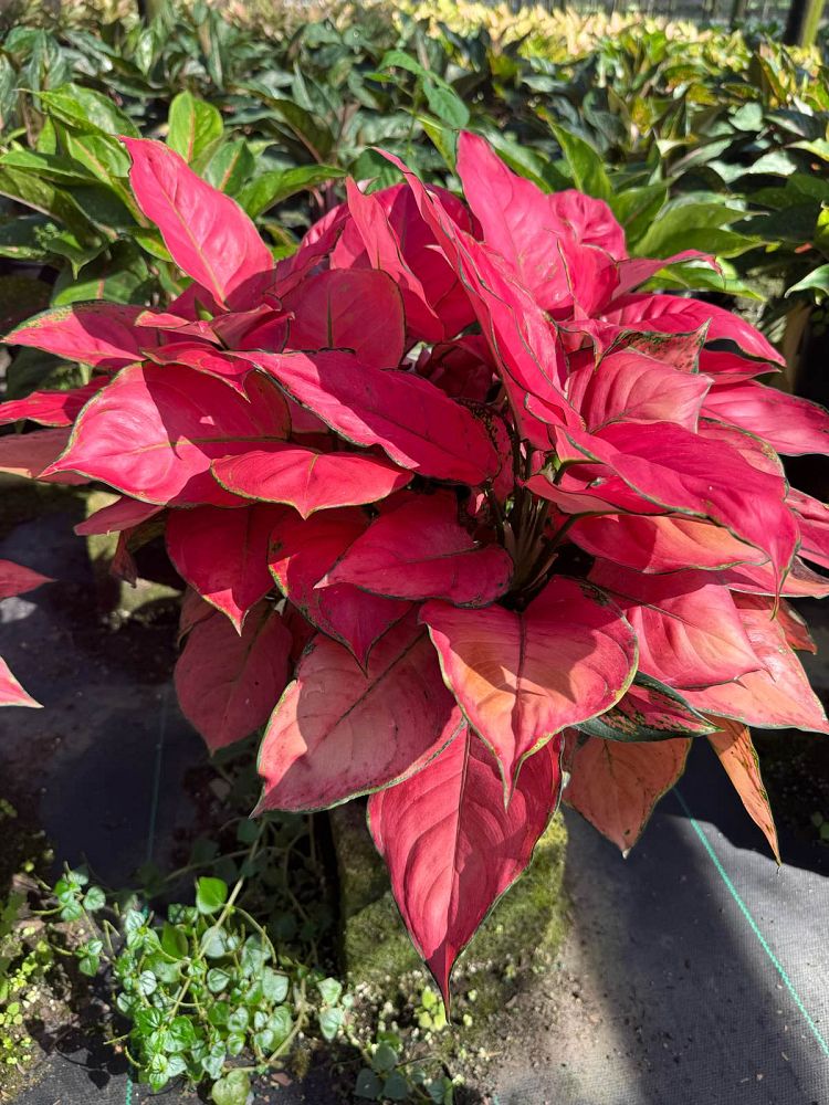 aglaonema-lady-valentine-philippine-evergreen-chinese-evergreen