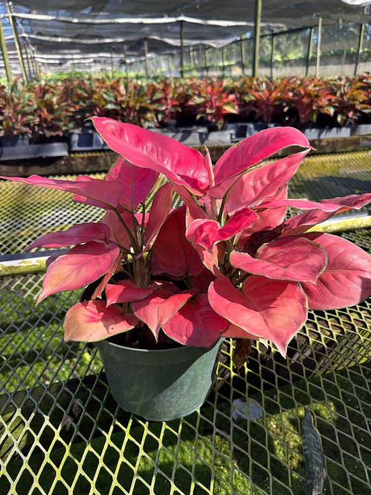 aglaonema-lady-valentine-philippine-evergreen-chinese-evergreen