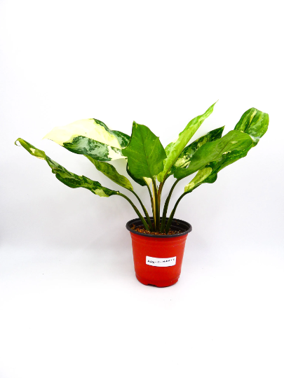 aglaonema-manilla-pride