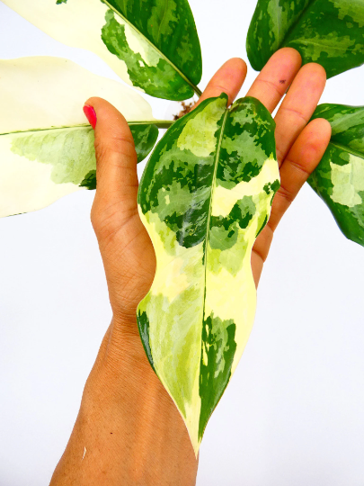 aglaonema-manilla-pride