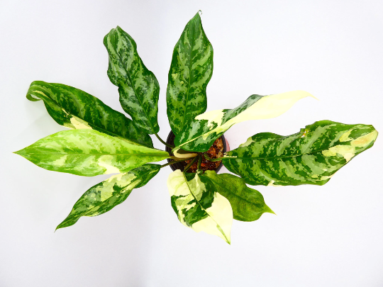 aglaonema-manilla-pride