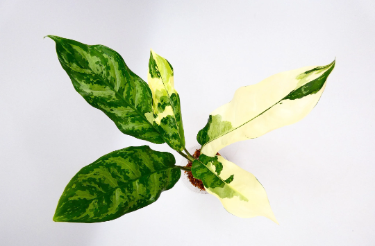 aglaonema-manilla-pride