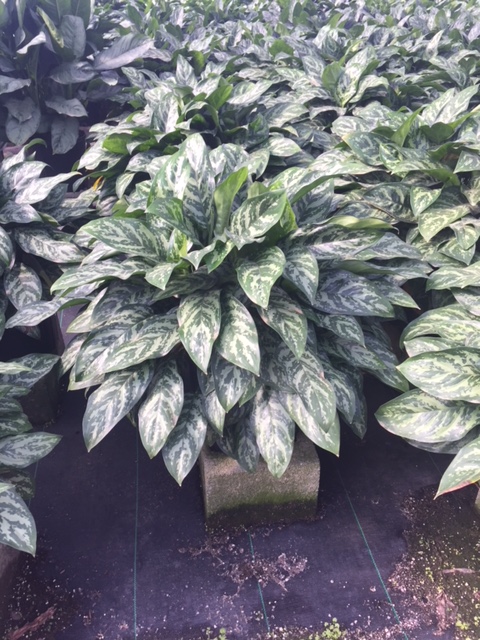 aglaonema-mary-ann-chinese-evergreen