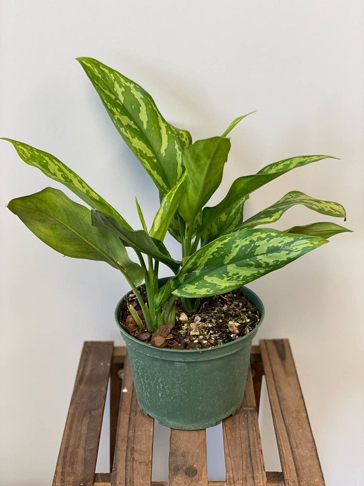 aglaonema-mary-ann-chinese-evergreen