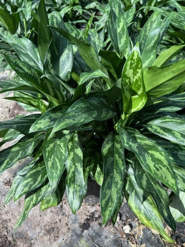 aglaonema-mary-ann-chinese-evergreen