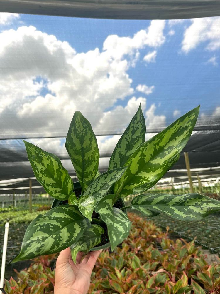 aglaonema-mary-ann-chinese-evergreen