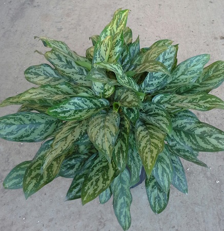 aglaonema-mary-ann-elite