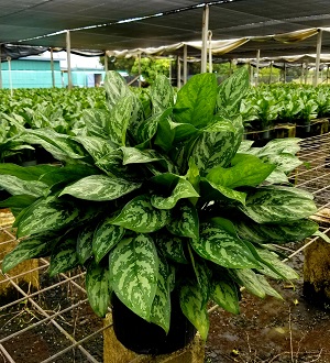 aglaonema-mary-ann-elite
