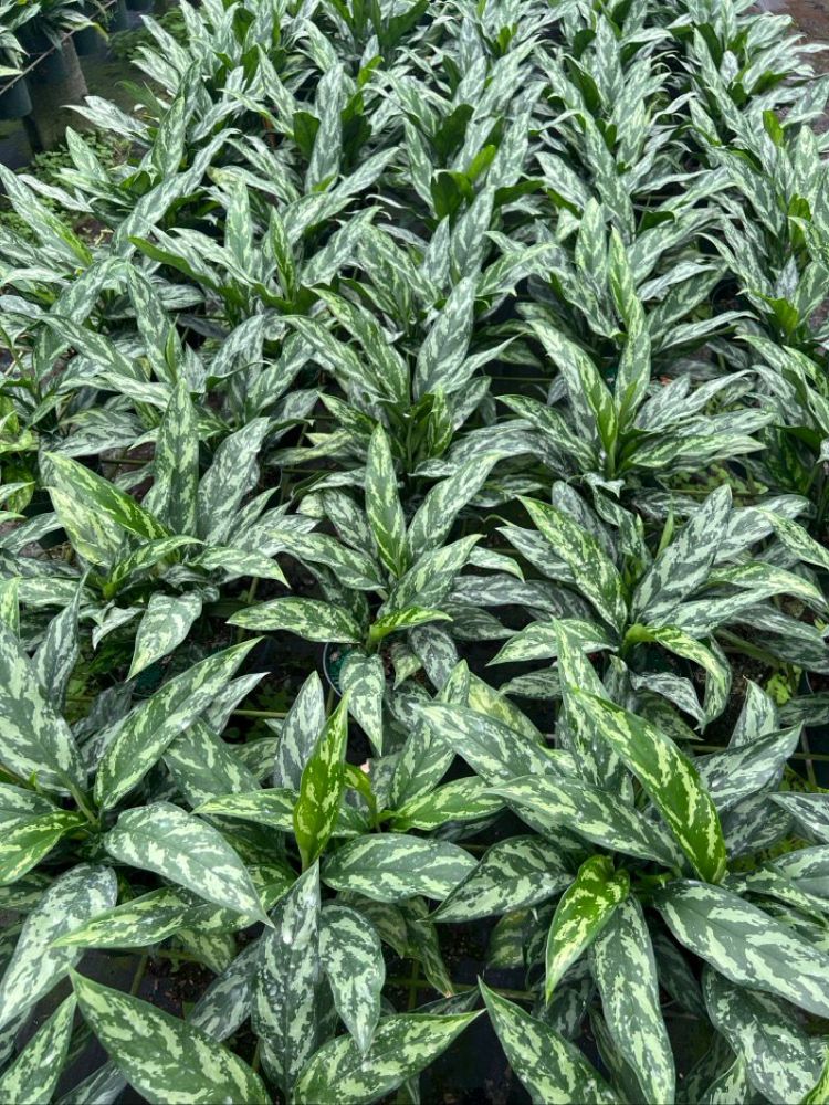 aglaonema-mary-ann-elite