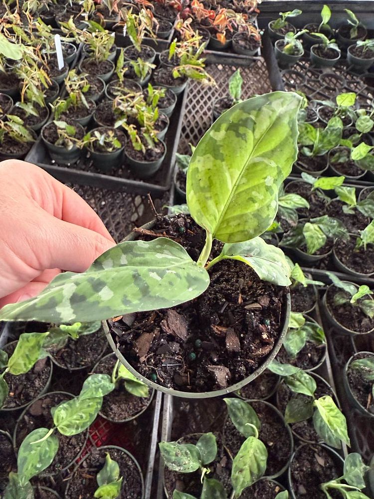 aglaonema-pictum